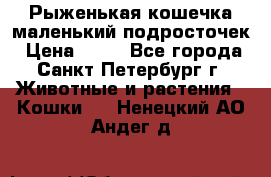 Рыженькая кошечка маленький подросточек › Цена ­ 10 - Все города, Санкт-Петербург г. Животные и растения » Кошки   . Ненецкий АО,Андег д.